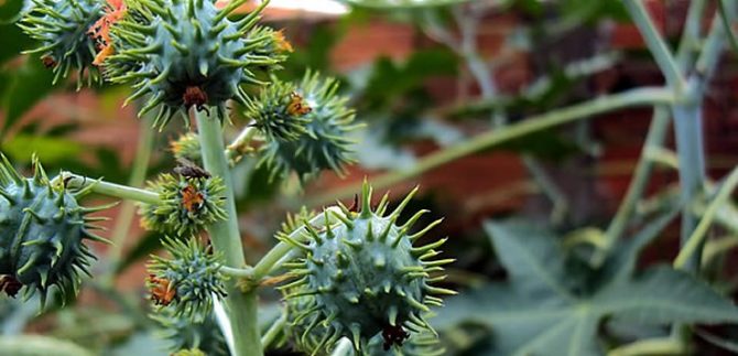 plantas tóxicas